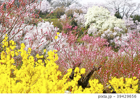 花見山公園 花見山 福島市の写真素材