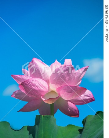 蓮の花 蓮の花 39429680
