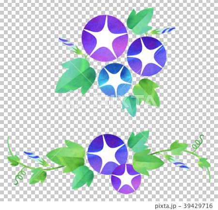 牽牛花(藍色系列) 牽牛花(藍色系列) 39429716
