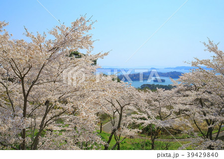 春の松島 39429840