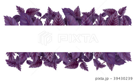 Illustration of red Basil. Horizontal decoration 39430239