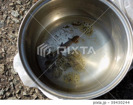 絶滅危惧種　ウーパールーパーの仲間 カスミサンショウウオ-卵嚢とオス 39430244