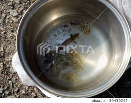 絶滅危惧種 ウーパールーパーの仲間 カスミサンショウウオ 卵嚢とオス 2の写真素材