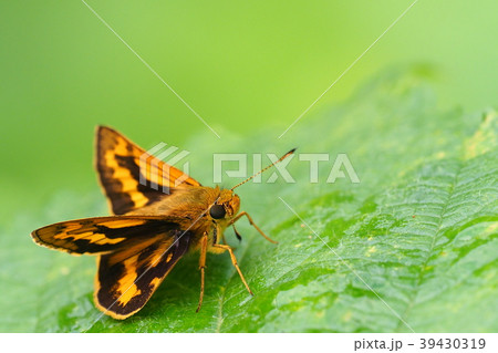 キマダラセセリ 39430319