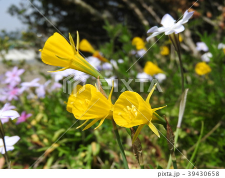 ラッパ状の黄色い副花冠の花 ナルキッスス ブルボコディウム 別名 ペチコート水仙 の写真素材