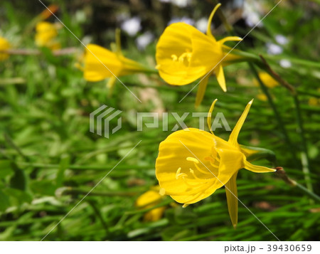 ラッパ状の黄色い副花冠の花「ナルキッスス・ブルボコディウム」（別名：ペチコート水仙） 39430659