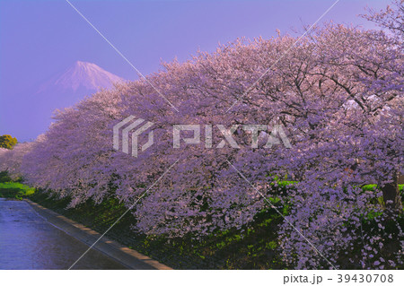 朝の潤井川龍巌淵の満開の桜 2018/03/28 朝の潤井川龍巌淵の満開の桜 2018/03/28 39430708