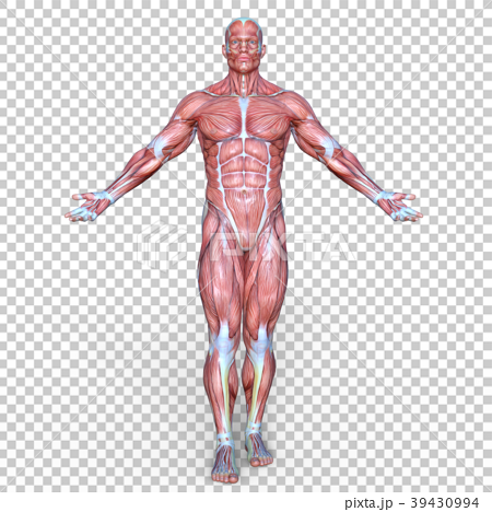 Male human body model - Stock Illustration [39129321] - PIXTA