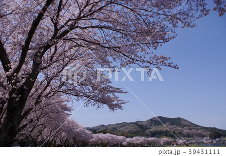 巾着田の桜 39431111