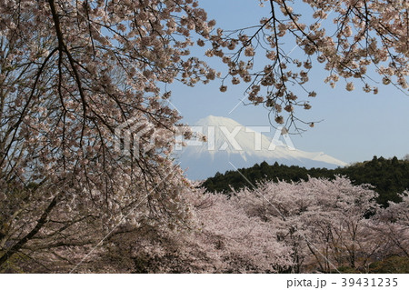 富士山と桜 39431235