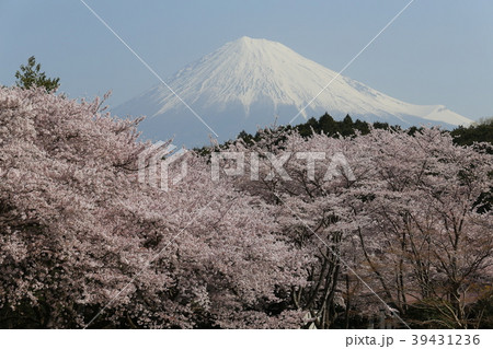 富士山と桜 39431236