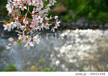 春の山崎川 春の山崎川 39431446