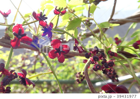 三つ葉アケビ 39431977