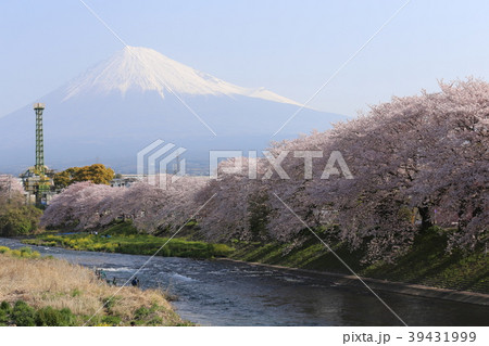 潤井川の桜並木 潤井川の桜並木 39431999