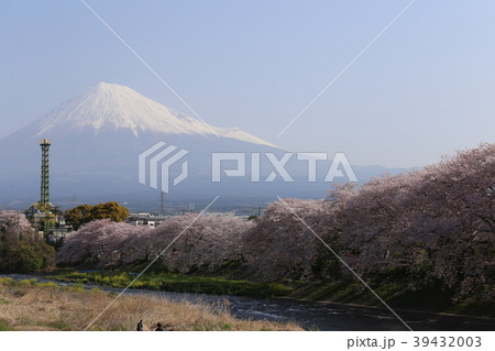 潤井川の桜並木 39432003