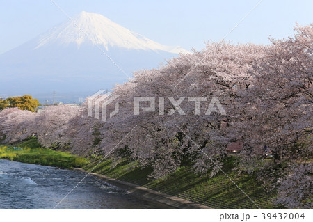潤井川の桜並木 39432004