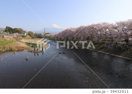潤井川の桜並木 39432011