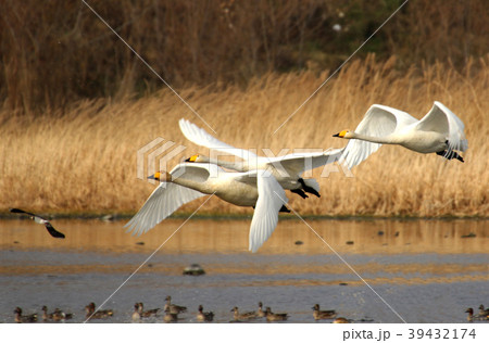 白鳥 飛行 新しい 39432174