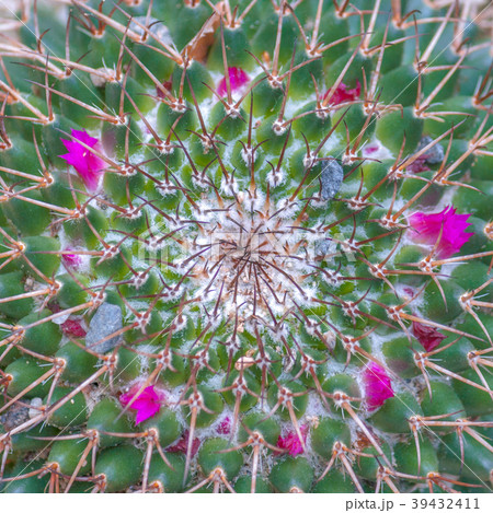 Flowery prickly cactus. 39432411