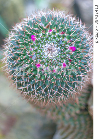 Flowery prickly cactus. 39432413