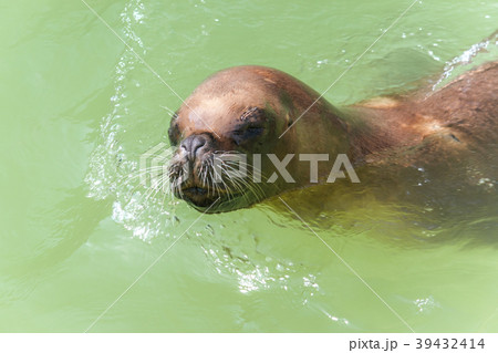 The California sea lion. 39432414