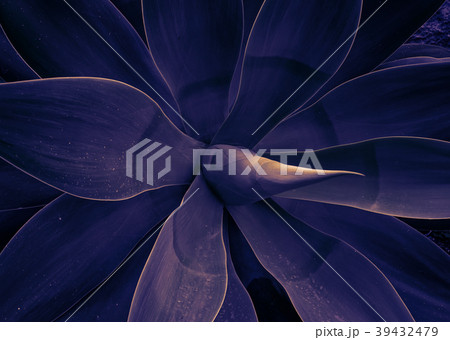 Mystical plant of agave trendy toned ultraviolet 39432479