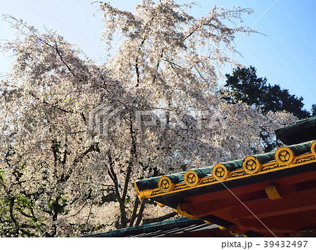 桜咲く久能山東照宮 桜咲く久能山東照宮 39432497