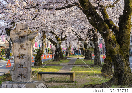 大宮通り桜並木 桜まつり 長野県飯田市 大宮通り桜並木 桜まつり 長野県飯田市 39432757