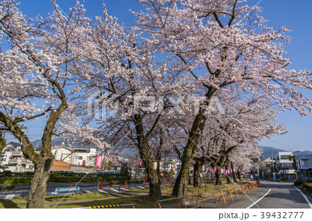 大宮通り桜並木 桜まつり　長野県飯田市 39432777