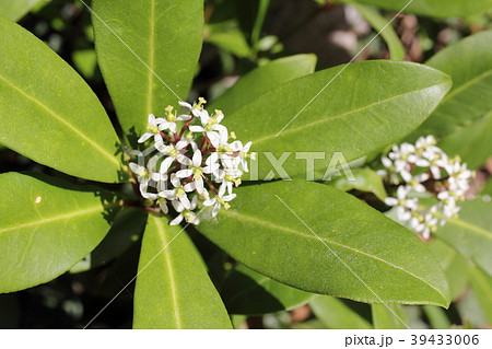 ミヤマシキミ 39433006