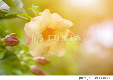 yellow Allamanda flower yellow Allamanda flower 39433051