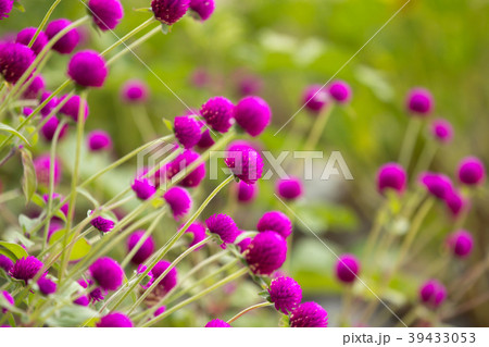 Globe amaranth Globe amaranth 39433053