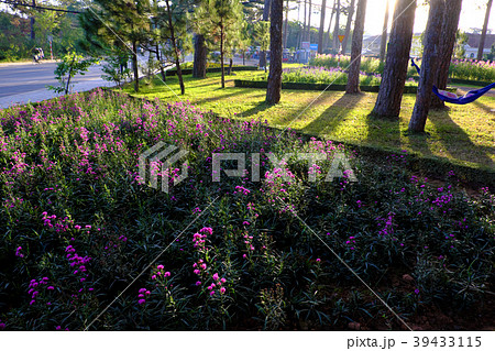 beautiful landscape of flower city beautiful landscape of flower city 39433115