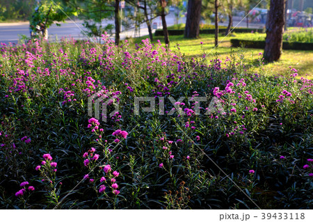 beautiful landscape of flower city 39433118
