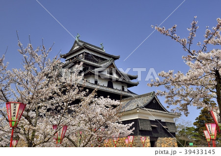 国宝松江城の桜 39433145