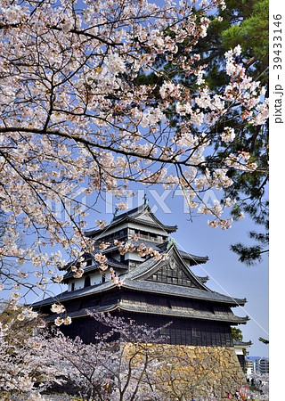 国宝松江城の桜 39433146
