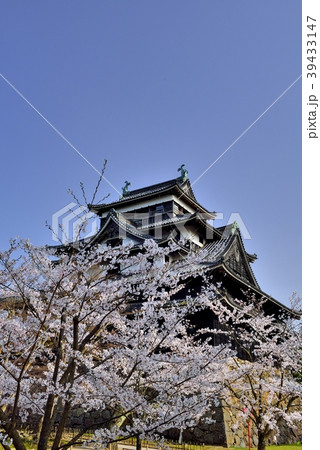 国宝松江城の桜 39433147