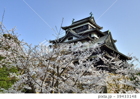 国宝松江城の桜 39433148