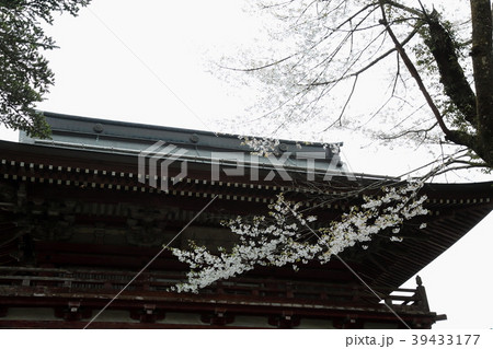 桜満開の谷汲山華厳寺・19（岐阜県揖斐郡揖斐川町谷汲） 39433177
