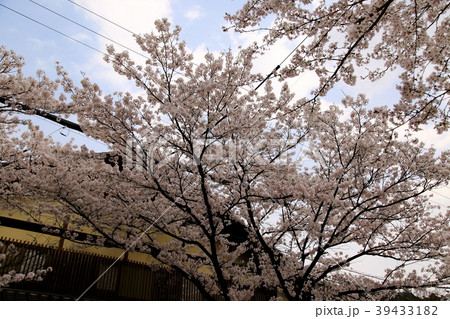 桜満開の谷汲山華厳寺・25(岐阜県揖斐郡揖斐川町谷汲) 桜満開の谷汲山華厳寺・25(岐阜県揖斐郡揖斐川町谷汲) 39433182