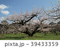 大山の桜 39433359
