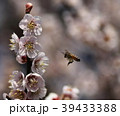 桜と蜜蜂 39433388