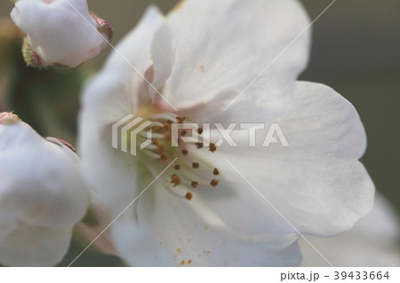 桜の花 39433664