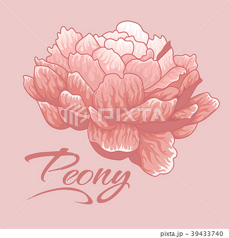 Creamy peony.Isolated peony. Single peony 39433740