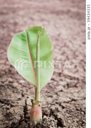 Banana tree in the garden, banana garden in thaila Banana tree in the garden, banana garden in thaila 39434335