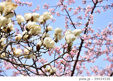 ハクモクレン 39434536