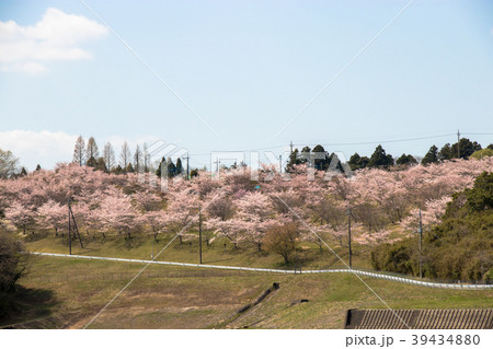 千葉県長柄町長柄ダムの桜 39434880