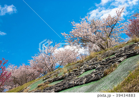 千葉県長柄町長柄ダムの桜 39434883