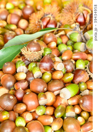 木の実-19540 39434958