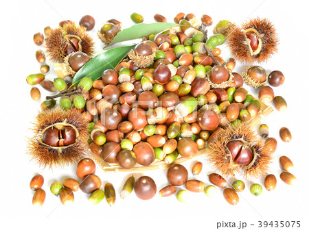 木の実-19535 39435075